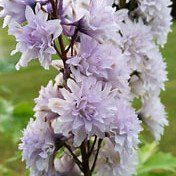 5056771002090 1 Delphinium Cha Cha.jpg